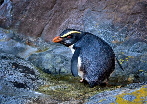 Visitors to Milford Sound with Southern Discoveries Encounter Nature Cruise are enjoying 'up close' sightings of rare Fiordland Crested Penguins nesting around the sound